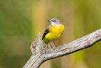 European grey wagtail
