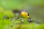 European grey wagtail