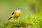 European grey wagtail