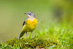 European grey wagtail