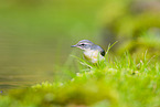 European grey wagtail