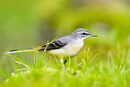 European grey wagtail