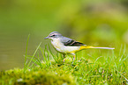 European grey wagtail