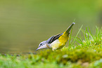 European grey wagtail