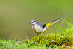 European grey wagtail