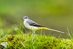 European grey wagtail