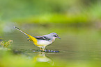 European grey wagtail