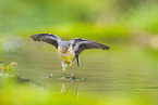 European grey wagtail