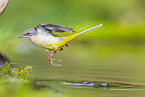 European grey wagtail