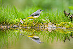 European grey wagtail