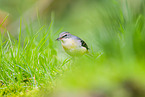 European grey wagtail