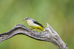 European grey wagtail