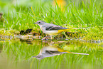 European grey wagtail
