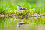 European grey wagtail