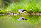 European grey wagtail