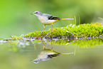 European grey wagtail