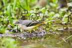 European grey wagtail