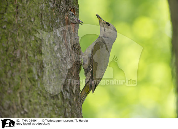 grey-faced woodpeckers / THA-04991