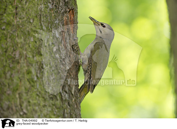 Grauspecht / grey-faced woodpecker / THA-04992