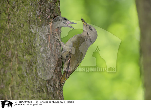 grey-faced woodpeckers / THA-04993