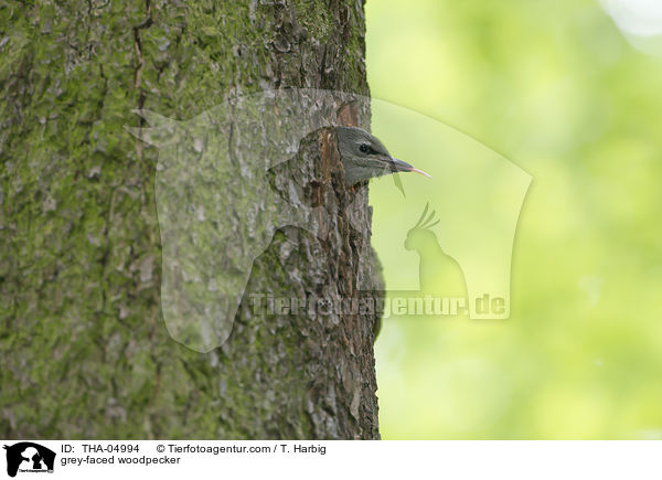 grey-faced woodpecker / THA-04994