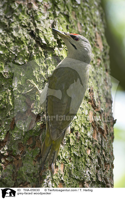 Grauspecht / grey-faced woodpecker / THA-05630