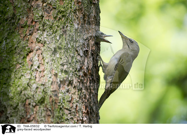 Grauspecht / grey-faced woodpecker / THA-05632