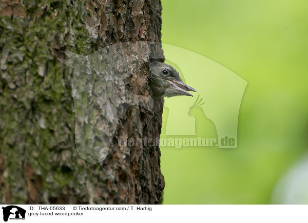 grey-faced woodpecker / THA-05633