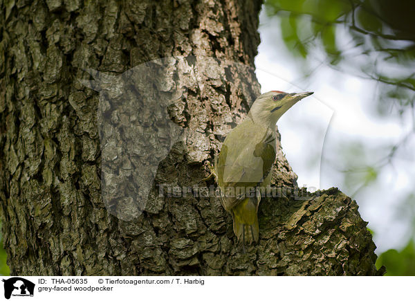 grey-faced woodpecker / THA-05635