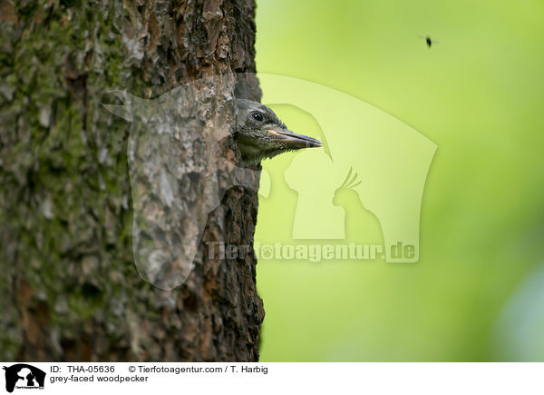 grey-faced woodpecker / THA-05636