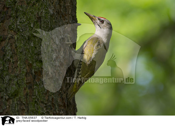 grey-faced woodpecker / THA-05637
