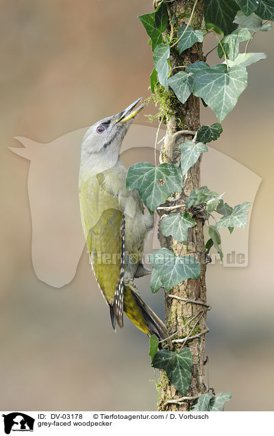 grey-faced woodpecker / DV-03178
