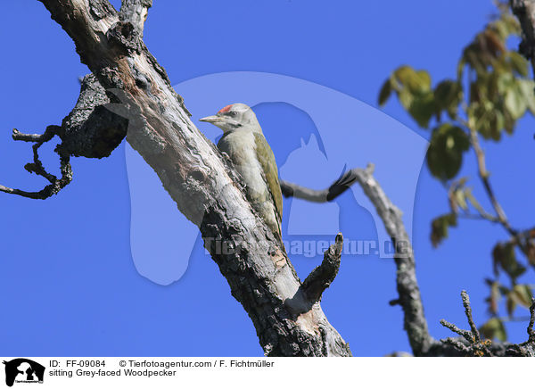 sitting Grey-faced Woodpecker / FF-09084