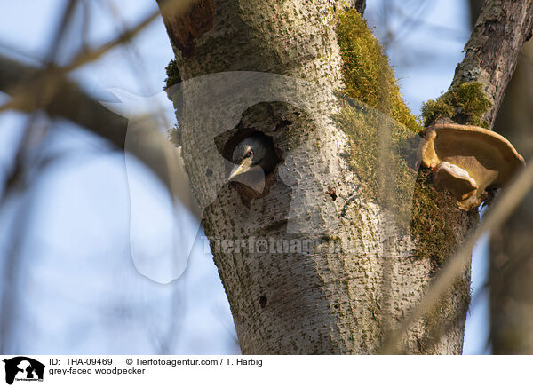 Grauspecht / grey-faced woodpecker / THA-09469