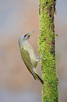 grey-faced woodpecker