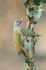 grey-faced woodpecker