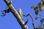 sitting Grey-faced Woodpecker
