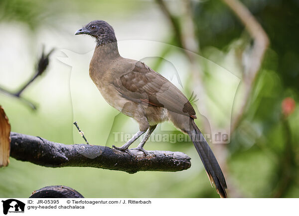 grey-headed chachalaca / JR-05395