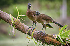 grey-headed chachalacas