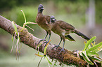 grey-headed chachalacas