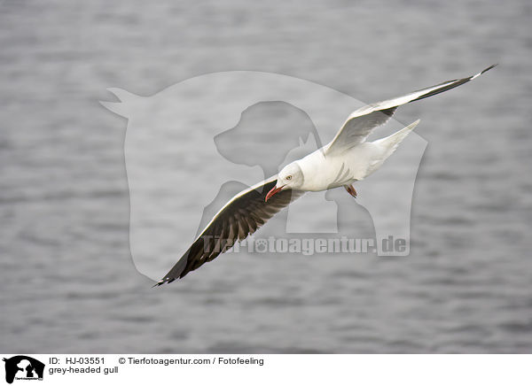 Graukopfmwe / grey-headed gull / HJ-03551