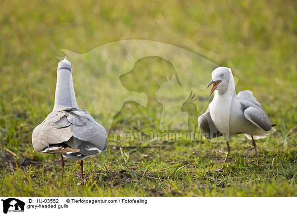 grey-headed gulls / HJ-03552