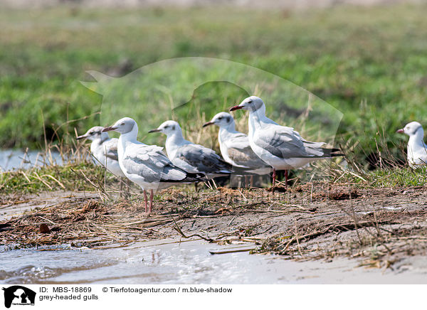 grey-headed gulls / MBS-18869
