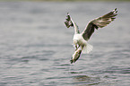 grey-headed gull