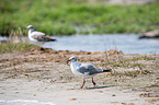 grey-headed gulls