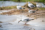 grey-headed gulls