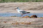 grey-headed gull