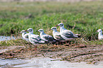 grey-headed gulls