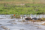 grey-headed gulls