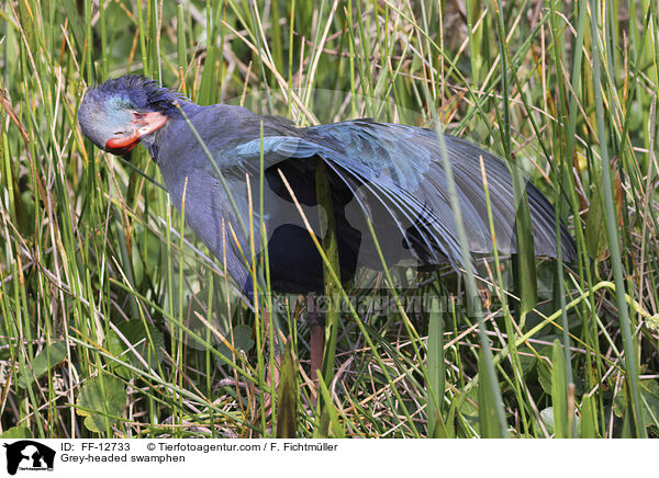 Grey-headed swamphen / FF-12733